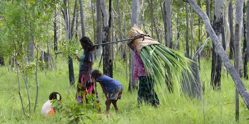 Tissages aborigènes de la terre d'Arnhem