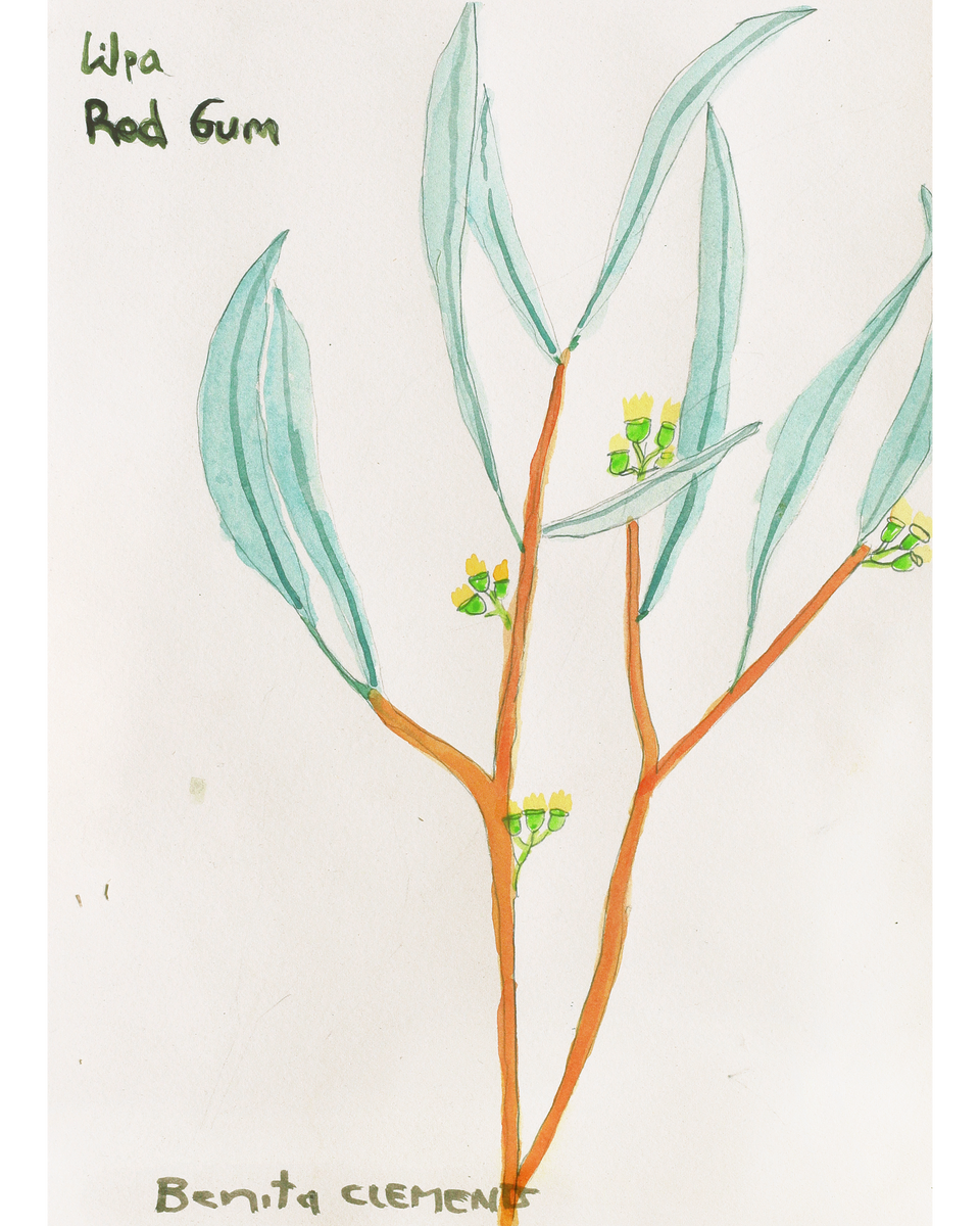 Aboriginal Artwork by Benita Clements, Wipa (Red Gum), 36x26cm