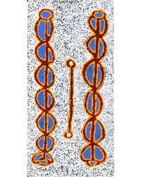 Aboriginal Artwork by Bernard Japanangka Watson, Pamapardu Jukurrpa - Warntungurru, 61x30cm