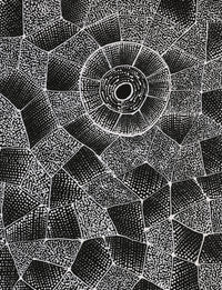 Corinne Nampijinpa Ryan, Ngalyarrpa manu Puluku Jukurrpa, 61x46cm