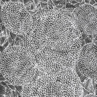 Aboriginal Artwork by Janie Napangardi Williams, Ngarlkirdi Jukurrpa (Witchetty Grub Dreaming), 91x46cm