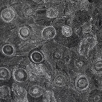 Aboriginal Artwork by Lola Nampijinpa Brown, Ngapa Jukurrpa - Mikanji, 91x91cm
