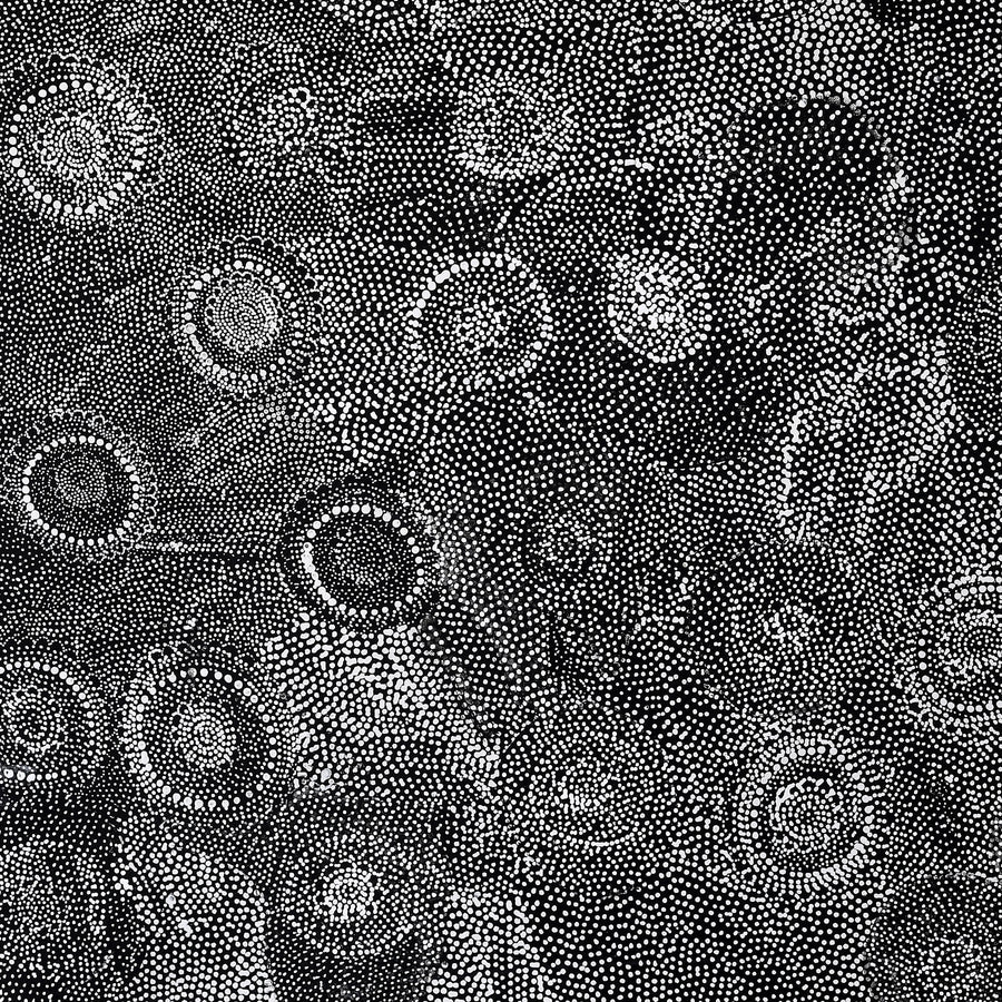 Aboriginal Artwork by Lola Nampijinpa Brown, Ngapa Jukurrpa - Mikanji, 91x91cm