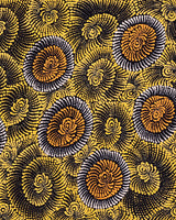 Aboriginal Artwork by Maria Nampijinpa Brown, Pamapardu Jukurrpa (Flying Ant Dreaming) - Warntungurru, 122x61cm