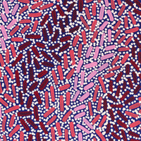 Aboriginal Artwork by Nathania Nangala Granites, Warlukurlangu Jukurrpa (Fire country Dreaming), 107x30cm