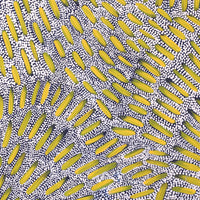 Aboriginal Artwork by Patricia Nakamarra Oldfield, Warna Jukurrpa (Snake Dreaming), 50x40cm