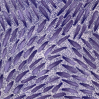 Aboriginal Artwork by Patricia Nakamarra Oldfield, Warna Jukurrpa (Snake Dreaming), 50x40cm