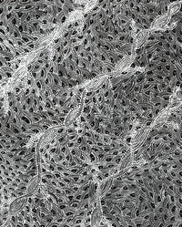 Aboriginal Artwork by Tanya Nungarrayi Collins, Watiya-warnu Jukurrpa (Seed Dreaming), 76x61cm