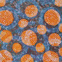 Aboriginal Artwork by Vanessa Nampijinpa Brown, Pamapardu Jukurrpa (Flying Ant Dreaming) - Warntungurru, 107x61cm