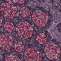 Aboriginal Artwork by Vanessa Nampijinpa Brown, Pamapardu Jukurrpa (Flying Ant Dreaming) - Warntungurru, 76x46cm