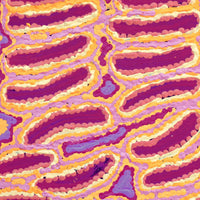 Aboriginal Artwork by Alice Nampijinpa Michaels, Lappi Lappi Jukurrpa, 30x30cm