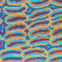 Aboriginal Artwork by Alice Nampijinpa Michaels, Lappi Lappi Jukurrpa, 30x30cm
