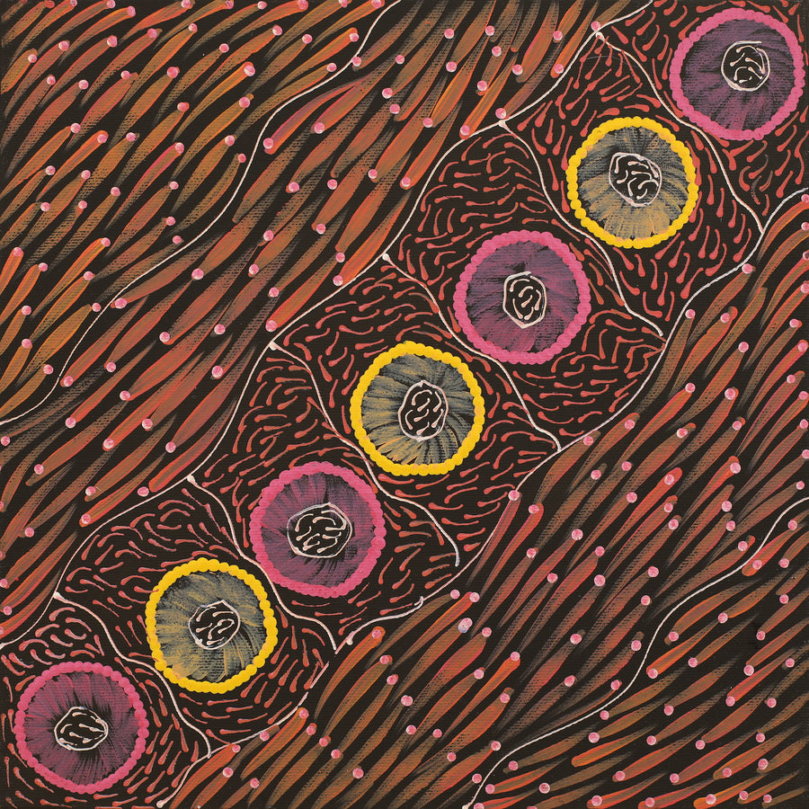 Aboriginal Artwork by Drusilla Nangala Spencer, Watiya-warnu Jukurrpa (Seed Dreaming), 30x30cm