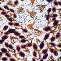 Aboriginal Artwork by Juliette Nampijinpa Brown, Ngapa Jukurrpa (Water Dreaming) - Mikanji, 91x46cm