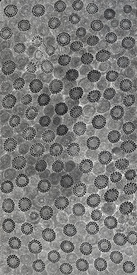 Aboriginal Artwork by Lola Nampijinpa Brown, Ngapa Jukurrpa - Mikanji, 122x61cm