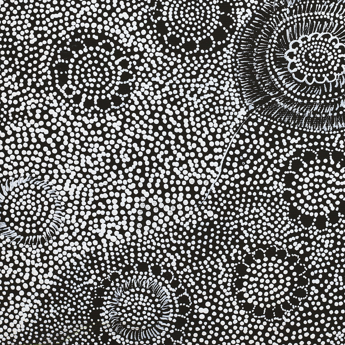 Aboriginal Art by Lola Nampijinpa Brown, Ngapa Jukurrpa - Mikanji, 40x40cm - ART ARK®