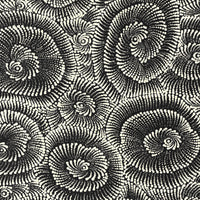 Aboriginal Artwork by Maria Nampijinpa Brown, Pamapardu Jukurrpa (Flying Ant Dreaming) - Warntungurru, 122x61cm