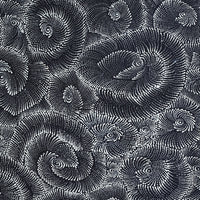 Aboriginal Artwork by Maria Nampijinpa Brown, Pamapardu Jukurrpa (Flying Ant Dreaming) - Warntungurru, 107x76cm