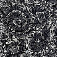 Aboriginal Artwork by Maria Nampijinpa Brown, Pamapardu Jukurrpa (Flying Ant Dreaming) - Warntungurru, 76x61cm