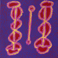 Aboriginal Artwork by Bernard Japanangka Watson, Pamapardu Jukurrpa (Flying Ant Dreaming) - Warntungurru, 30x30cm