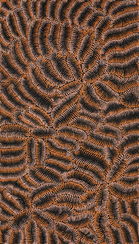 Aboriginal Artwork by Maria Nampijinpa Brown, Pamapardu Jukurrpa (Flying Ant Dreaming) - Warntungurru, 107x61cm