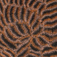 Aboriginal Artwork by Maria Nampijinpa Brown, Pamapardu Jukurrpa (Flying Ant Dreaming) - Warntungurru, 107x61cm