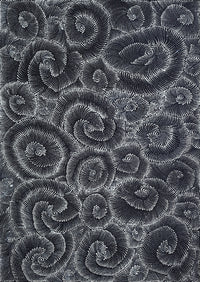 Aboriginal Artwork by Maria Nampijinpa Brown, Pamapardu Jukurrpa (Flying Ant Dreaming) - Warntungurru, 61x30cm