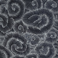 Aboriginal Artwork by Maria Nampijinpa Brown, Pamapardu Jukurrpa (Flying Ant Dreaming) - Warntungurru, 61x30cm