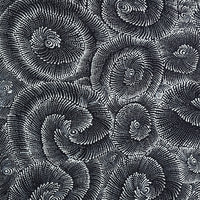 Aboriginal Artwork by Maria Nampijinpa Brown, Pamapardu Jukurrpa (Flying Ant Dreaming) - Warntungurru, 61x30cm