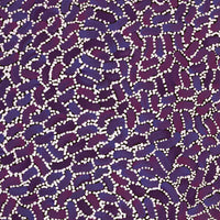 Aboriginal Artwork by Nathania Nangala Granites, Warlukurlangu Jukurrpa (Fire country Dreaming), 61x30cm
