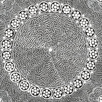 Aboriginal Artwork by Sandra Napanangka Frank, Lukarrara Jukurrpa, 46x46cm