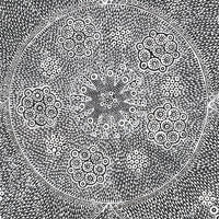 Aboriginal Artwork by Sandra Napanangka Frank, Lukarrara Jukurrpa, 46x46cm