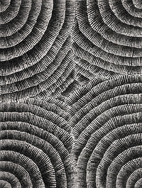Aboriginal Artwork by Alicka Napanangka Brown, Yarla Jukurrpa (Bush Potato Dreaming), 61x46cm