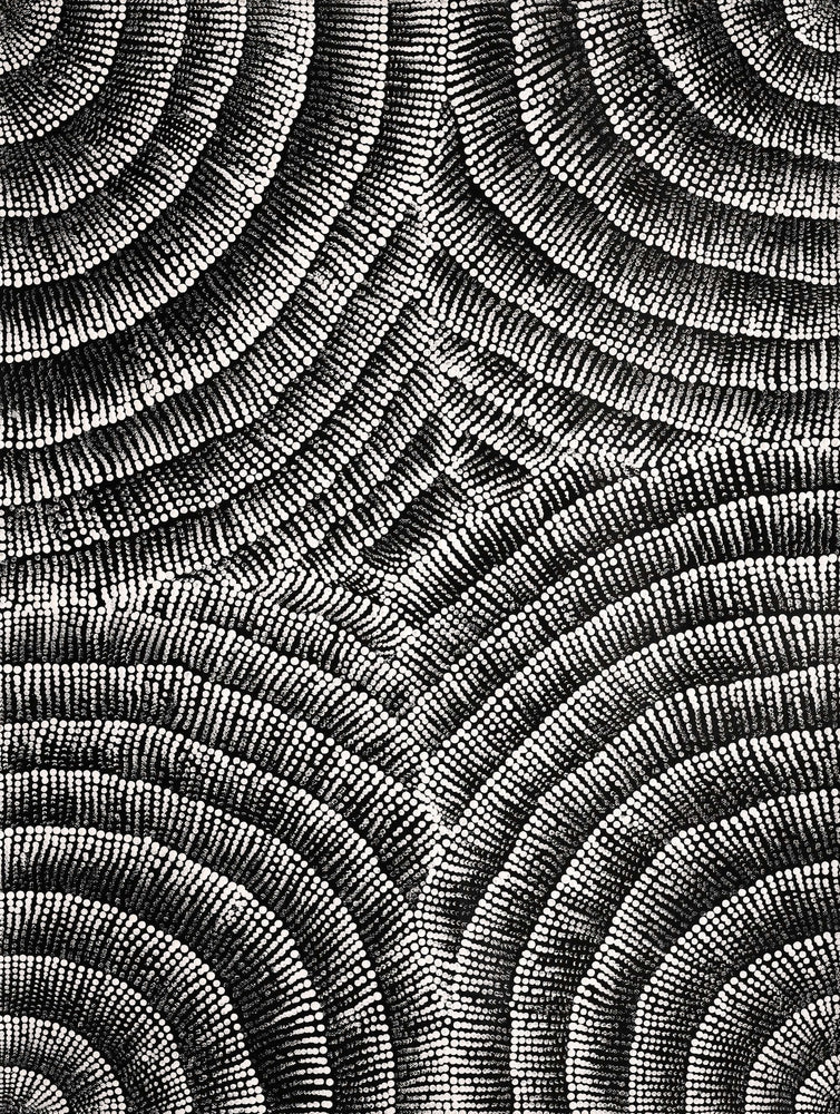 Aboriginal Artwork by Alicka Napanangka Brown, Yarla Jukurrpa (Bush Potato Dreaming), 61x46cm