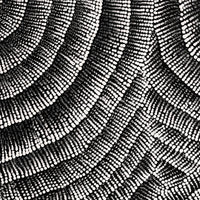 Aboriginal Artwork by Alicka Napanangka Brown, Yarla Jukurrpa (Bush Potato Dreaming), 61x46cm