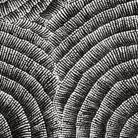 Aboriginal Artwork by Alicka Napanangka Brown, Yarla Jukurrpa (Bush Potato Dreaming), 61x46cm
